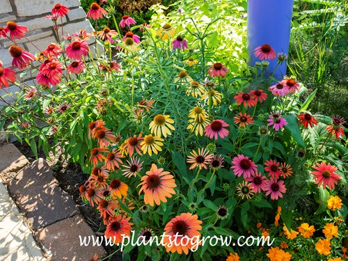 Cheyenne Spirit Coneflower (Echinacea)
A nice planting showing many of this cultivars colors.